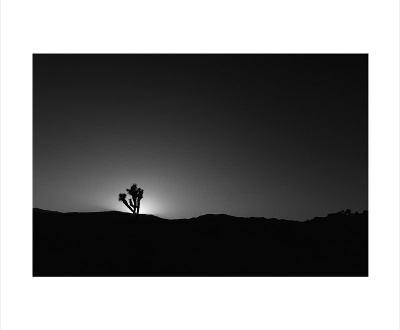 The Joshua Tree